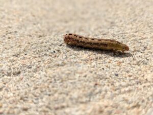 How To Identify Common Garden Pests-cut-worm-garden-pest