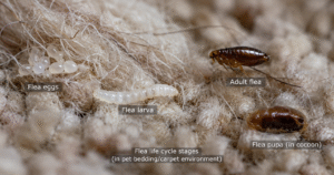 Flea Life Cycle-fleas-inside-pet-bedding Flea Life Cycle-fleas-inside-pet-bedding