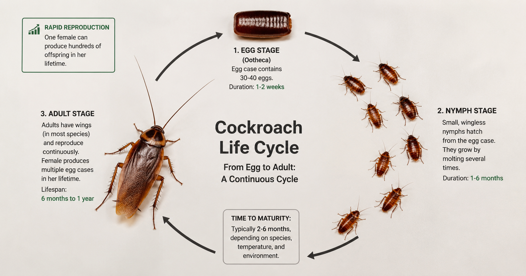 Cockroach Life Cycle-diagram-of-a-cockroach-life-cycle
