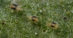 How To Identify Common Garden Pests-spider-mite-garden-insect-pests