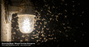 Termite Life Cycle-termites-swarming-around-lights