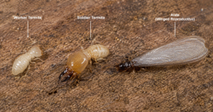 Termite Life Cycle-a-termite-colony