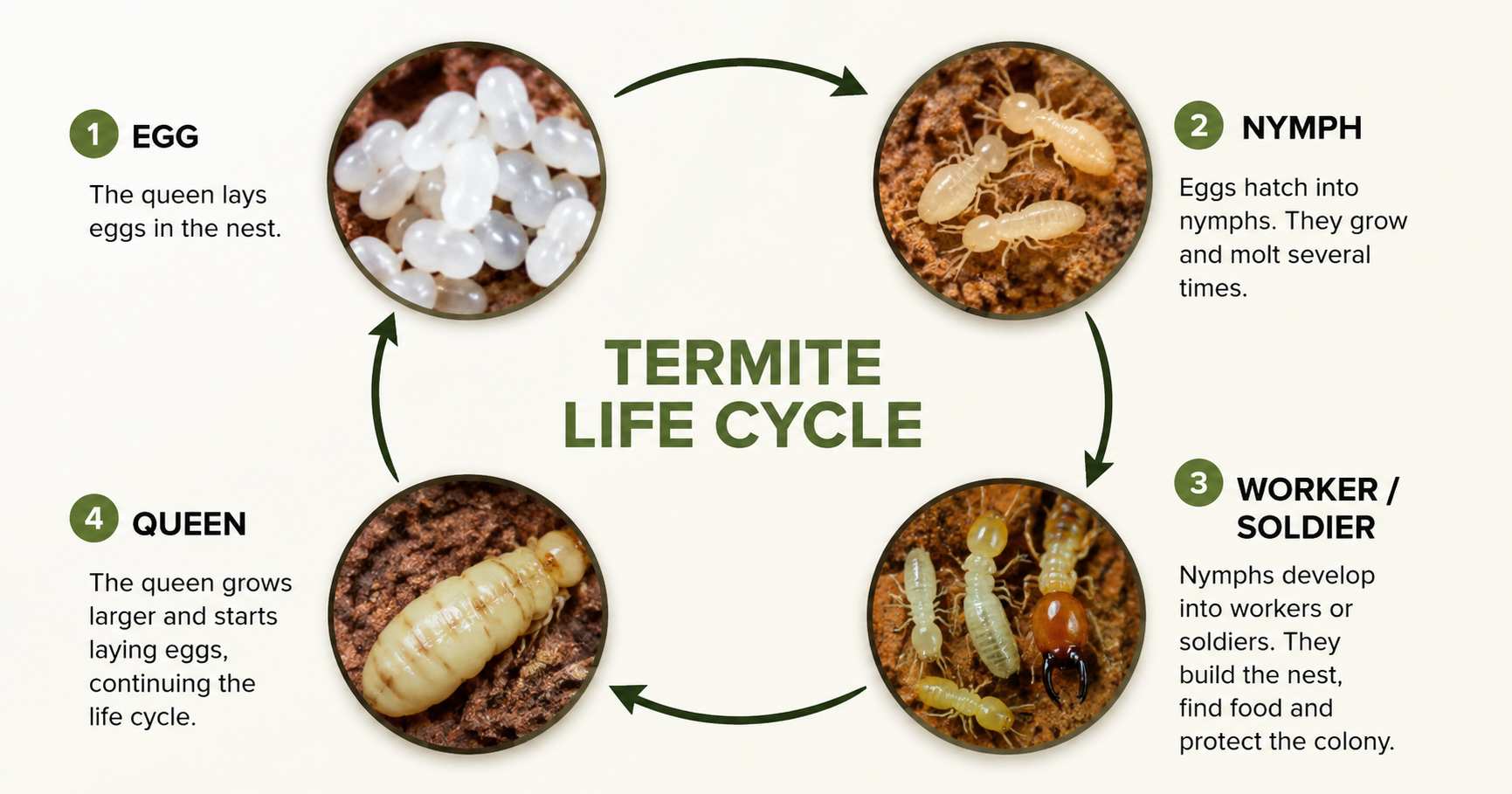 Termite Life Cycle-a-diagram-of-termite-life-cycle