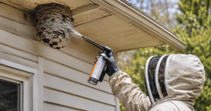 How To Get Rid Of Paper Wasps-paper-wasp-nest-removal-under-eaves How To Get Rid Of Paper Wasps-paper-wasp-nest-removal-under-eaves