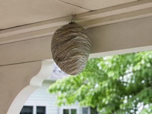 Signs Of Wasps In Your Yard-a-decoy-wasp-nest-hanging-from-porch-roof Signs Of Wasps In Your Yard-a-decoy-wasp-nest-hanging-from-porch-roof
