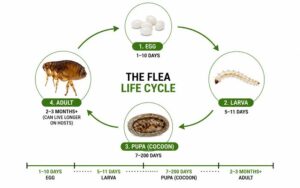 Flea Life Cycle-diagram-of-a-flea-lifecycle Flea Life Cycle-diagram-of-a-flea-lifecycle