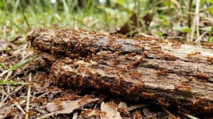 Why Are Ants Attracted To My Laptop-reddish-brown-rasberry-crazy-ants-swarming-wood