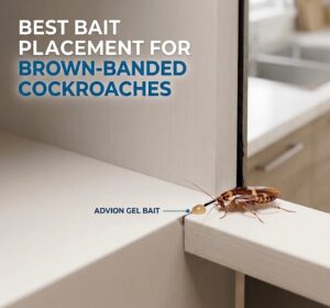 Best Roach Bait For Brown-Banded Cockroaches-brown-banded cockroach-approaching-gel-bait-placement