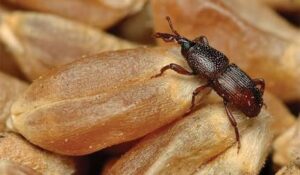 Tiny Black Bugs in the Kitchen-a-grain-weevil