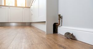 DIY Mouse Control Kit For Home-small-mouse-near-baseboard-in-kitchen DIY Mouse Control Kit For Home-small-mouse-near-baseboard-in-kitchen