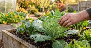 Regional Fall Garden Pest Prevention Guide-fall-vegetable-garden-with-caterpillar-damage-on-a-leafy-green-plant