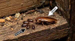 Controlling German Cockroaches In Kitchen Cabinets-adult-german-cockroach-with-small-nymphs