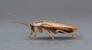 How To Get Rid Of German Cockroaches In Refrigerator-a-german-cockroach