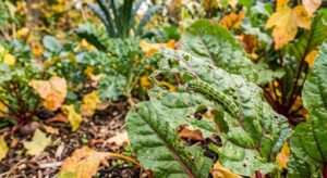 Regional Fall Garden Pest Prevention Guide-fall-garden-pests-damaging-vegetable-leaves