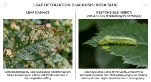 How To Identify Common Garden Pests-split-screen-graphic-showing-rose-leaf-skeletonization-and-a-green-rosa-slug-larva